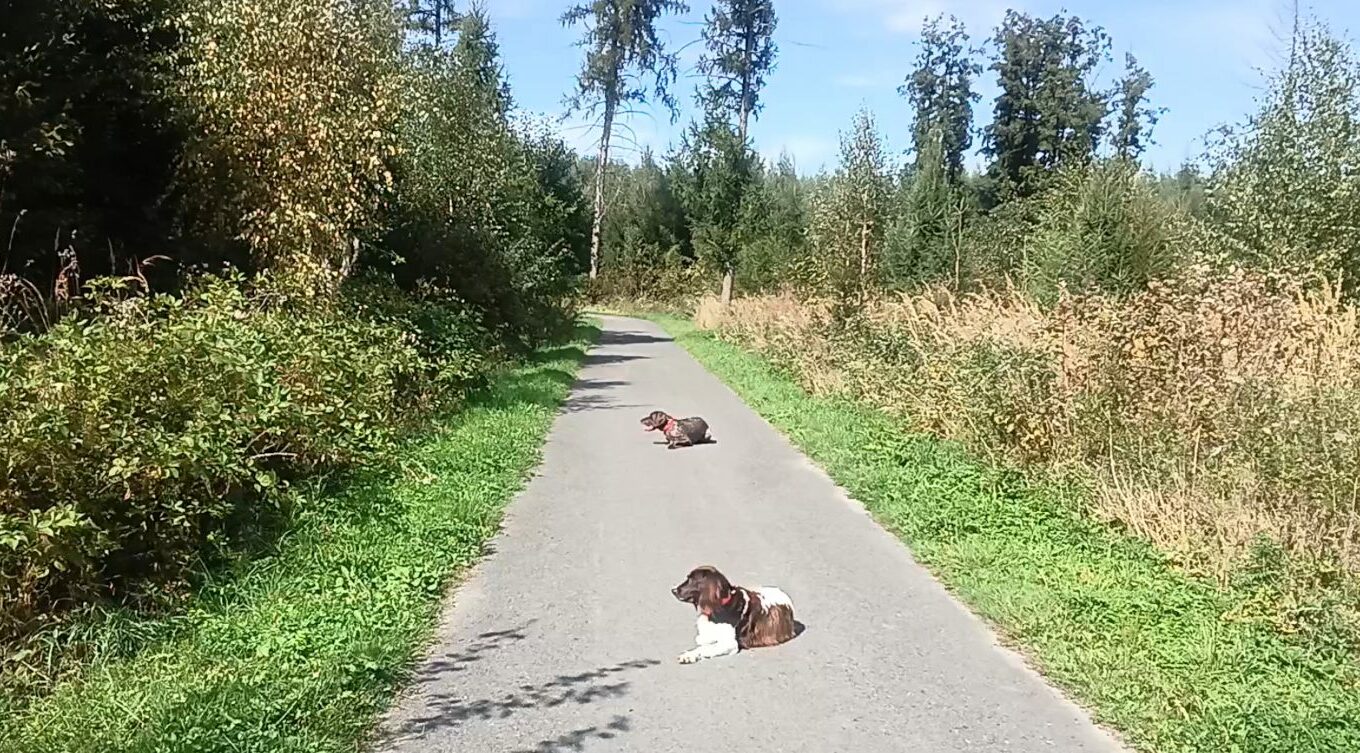 Hundeschule Platz ablegen